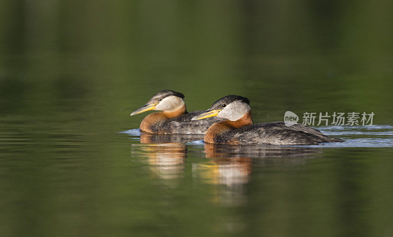 一对红颈鸊鷉，podiceps grisegena，在阿拉斯加。